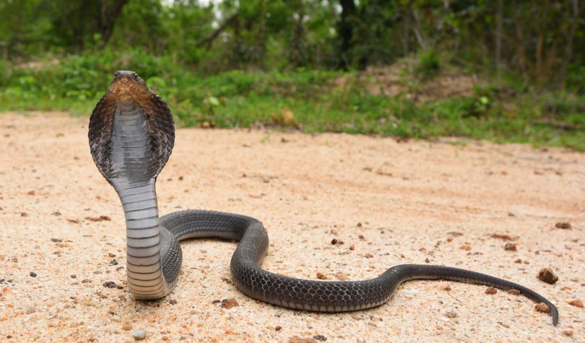 The Cobra Effect —  Lessons in Unintended Consequences